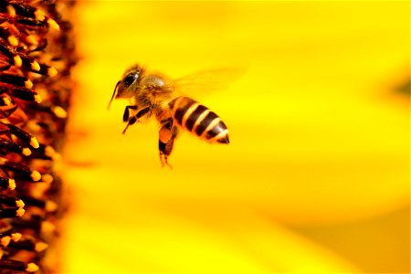 Honey Bee