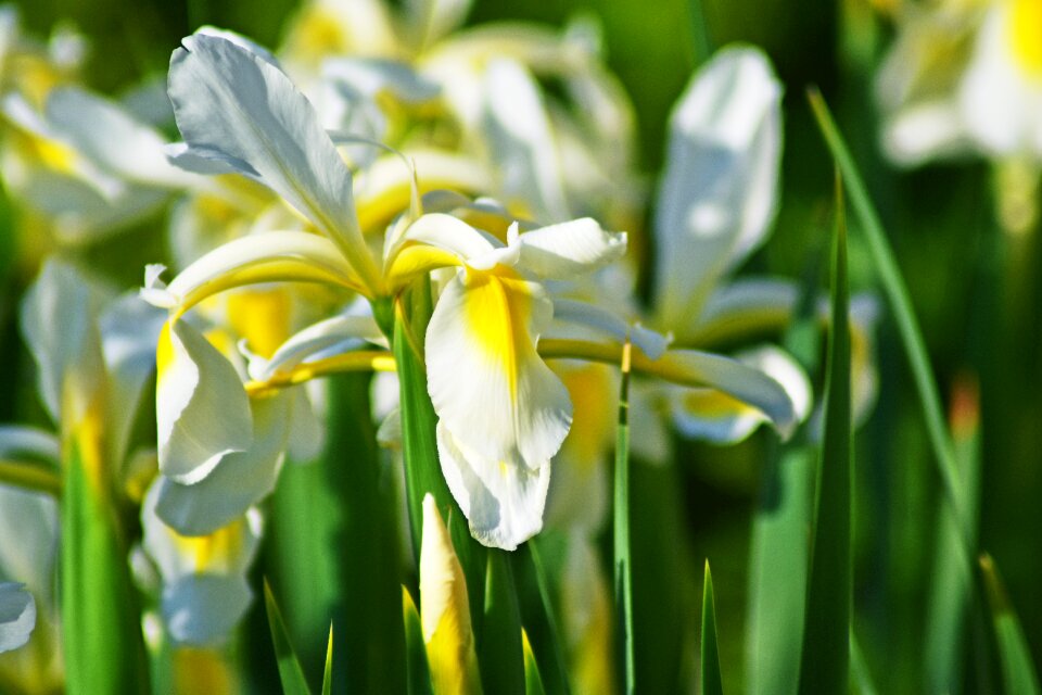 Summer flowers flower garden nature