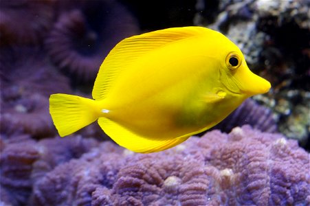 Yellow Tang Fish photo