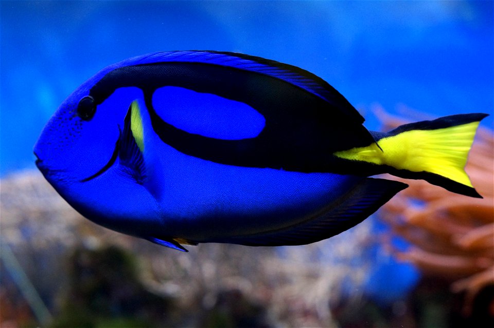 Blue Tang Fish photo