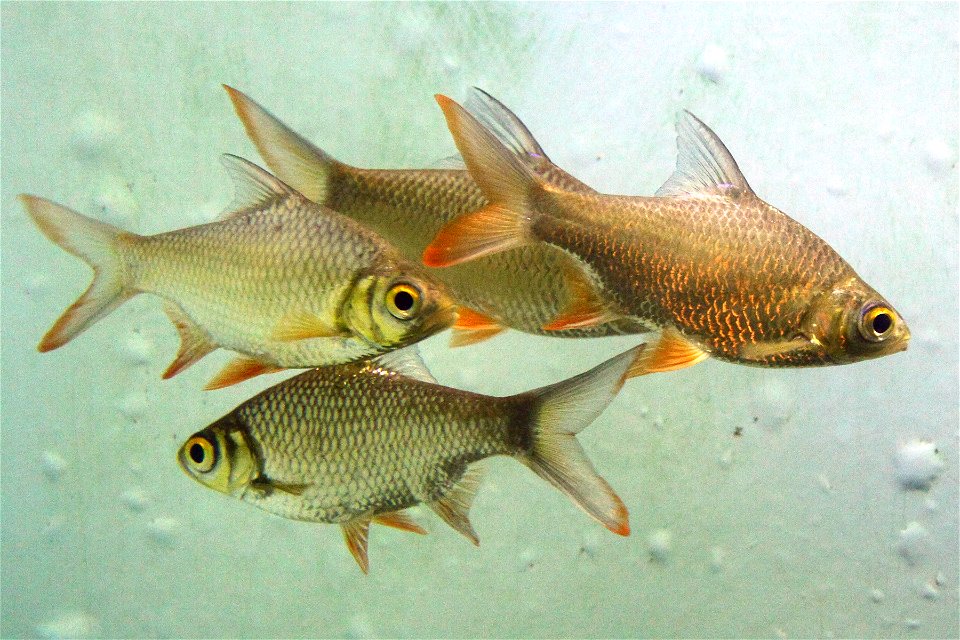 Tinfoil Barb Fish