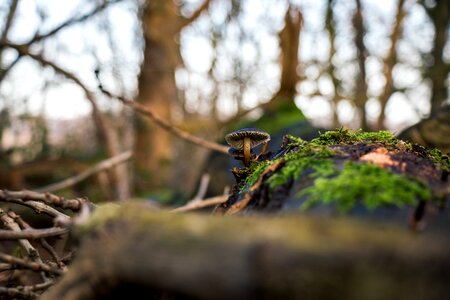 Macro green tree photo