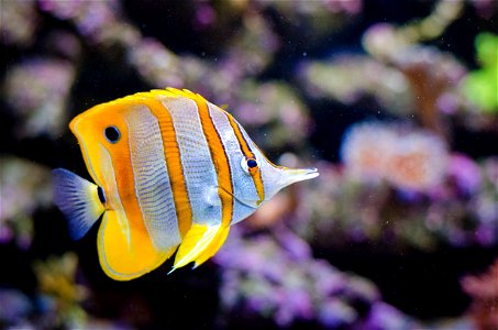 Copperband Butterflyfish photo