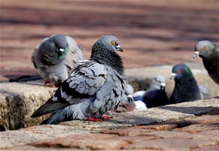 Pigeon Bird photo
