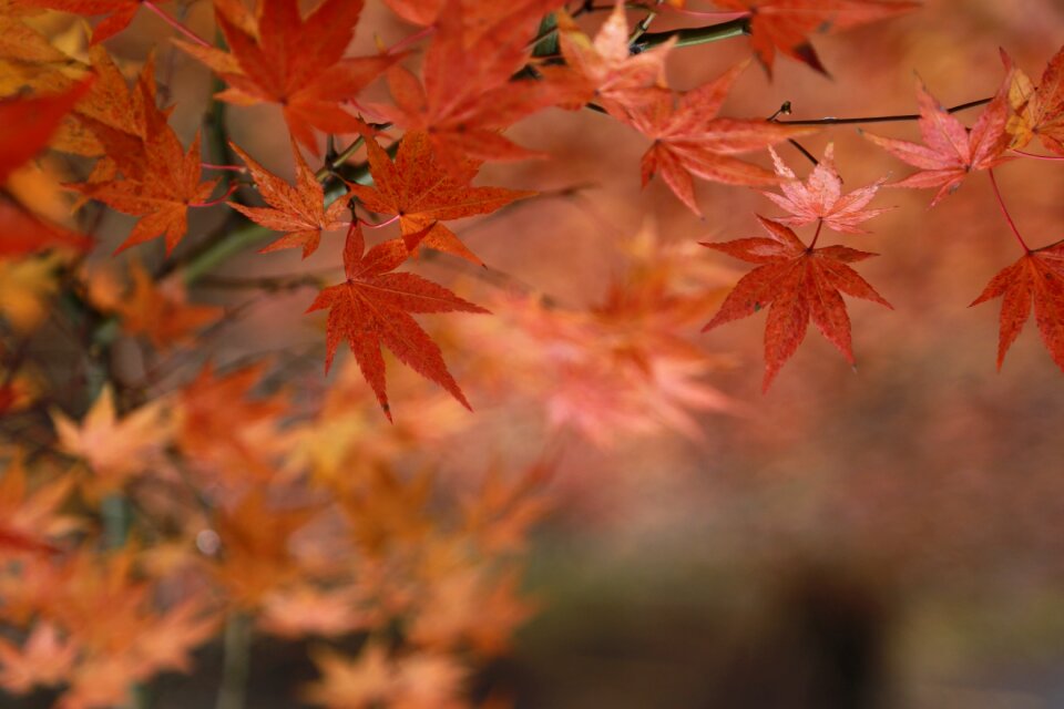 Autumn nature leaves
