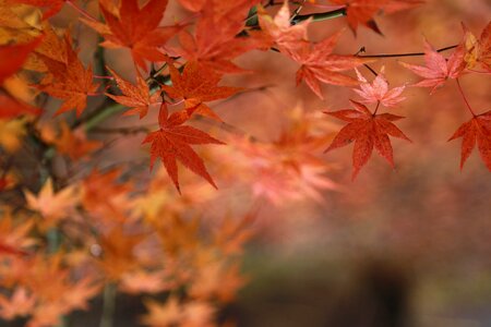 Autumn nature leaves