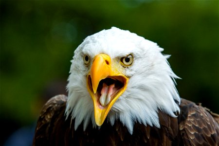 Bald Eagle Bird