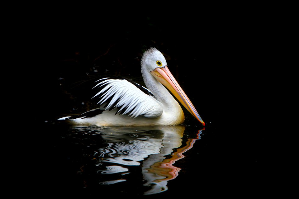 Australian Pelican Bird