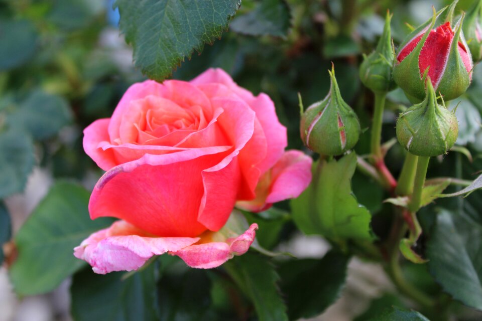 Pink nature rose blooms