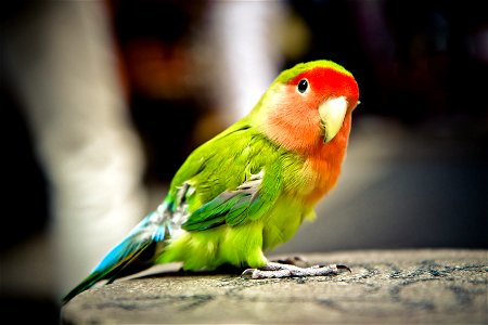 Rosy Faced Lovebird Bird photo