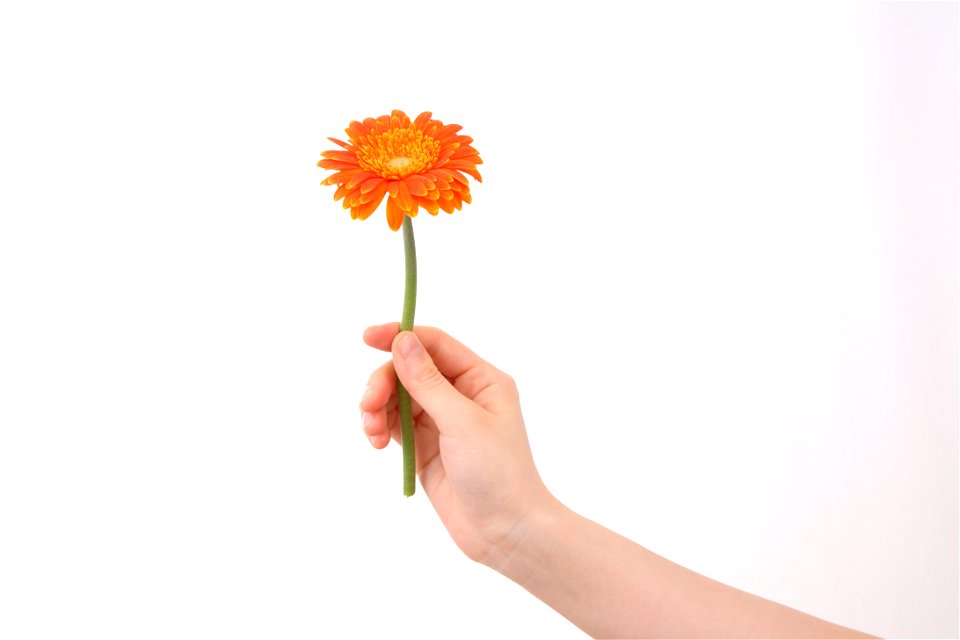 Hand Flower Gerbera photo