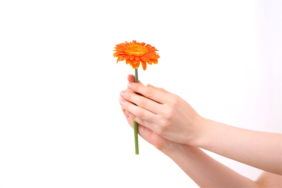 Hand Flower Gerbera