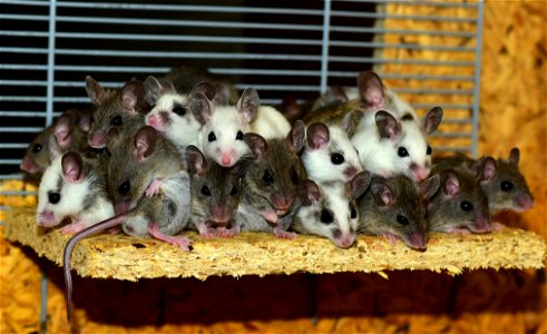 Mastomys Mouse Animal photo