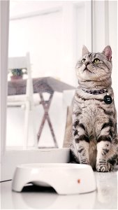 American Shorthair Cat