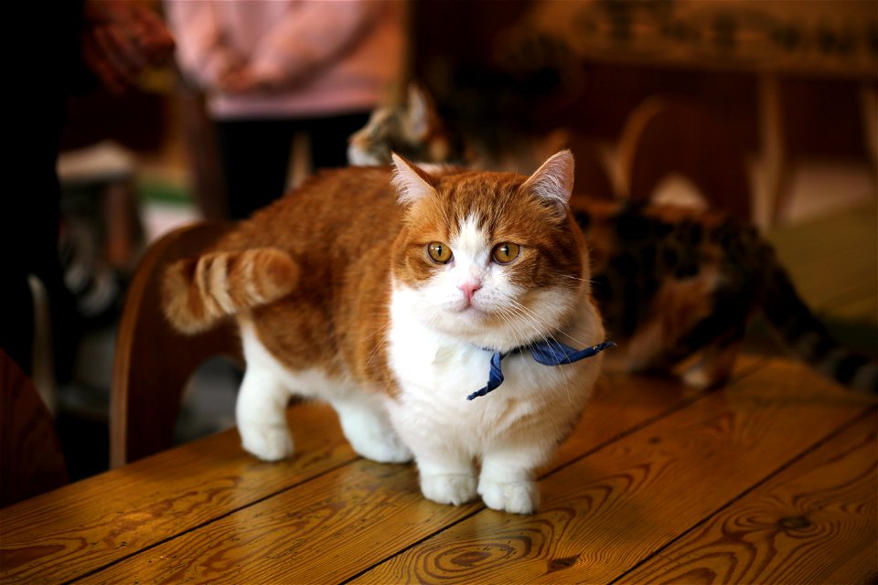 Munchkin Cat Animal