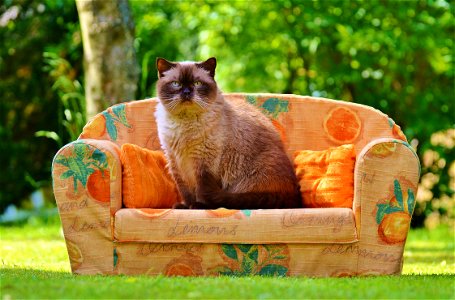Cat Animal Sofa photo