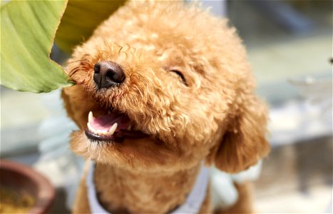 Poodle Dog Animal