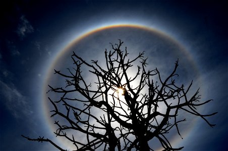 Halo Atmospheric Optics Tree photo