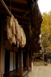 Harvest grain food