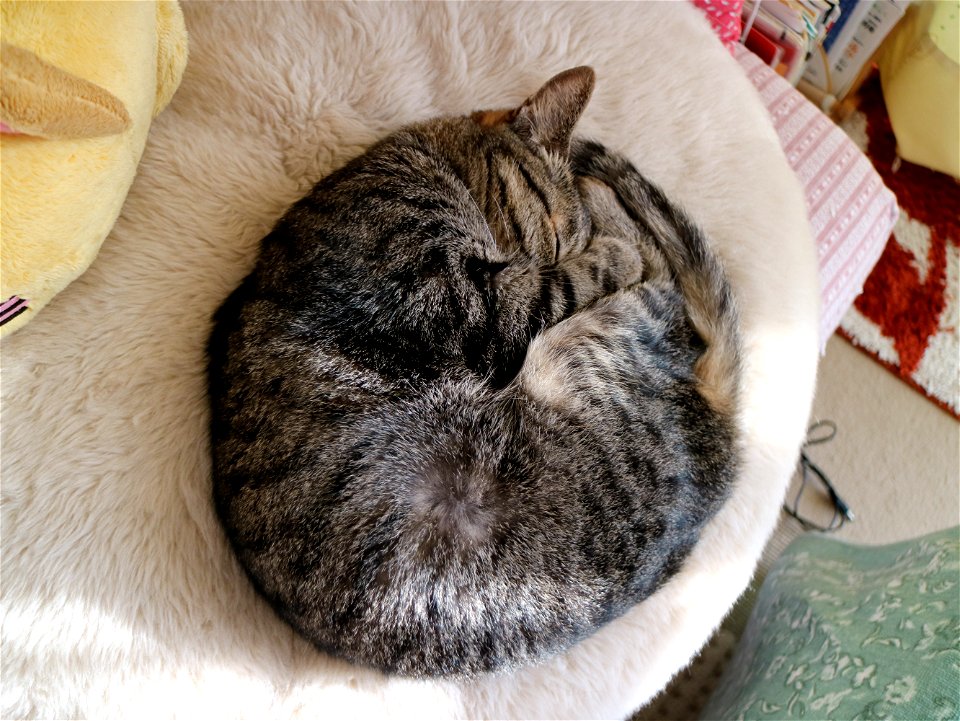 Cat Animal