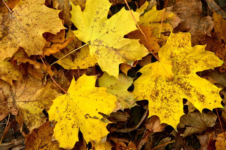 Background yellow favor
