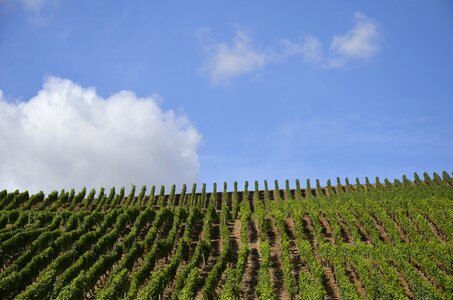 Winegrowing rebstock grapes photo