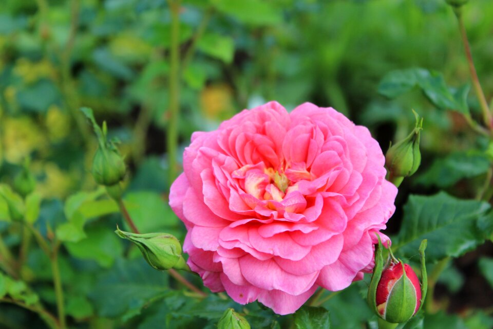 Bloom pink nature