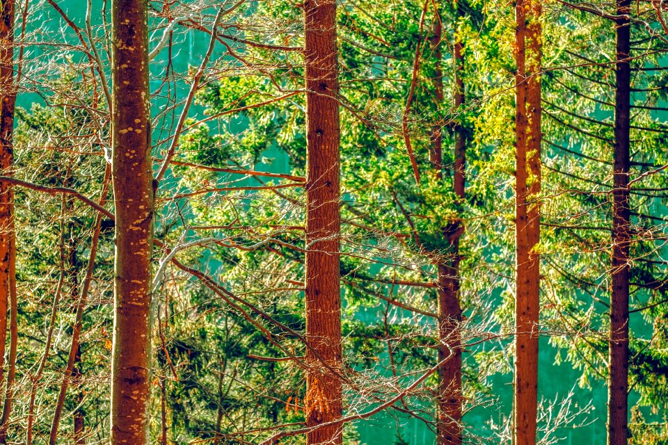 Nature mood fir forest
