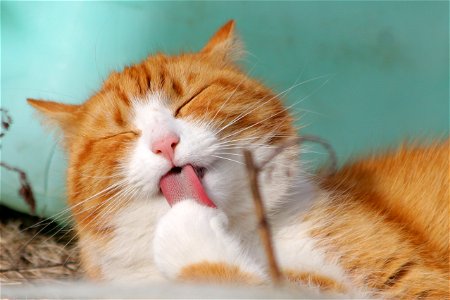 Cat Animal Tongue photo