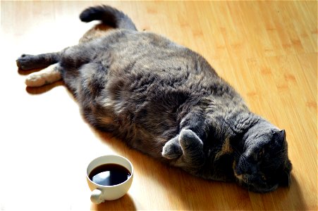 Cat Animal Coffee