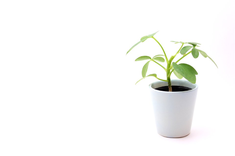 Flowerpot Houseplant