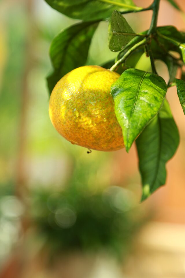 Vitamin fresh sweet