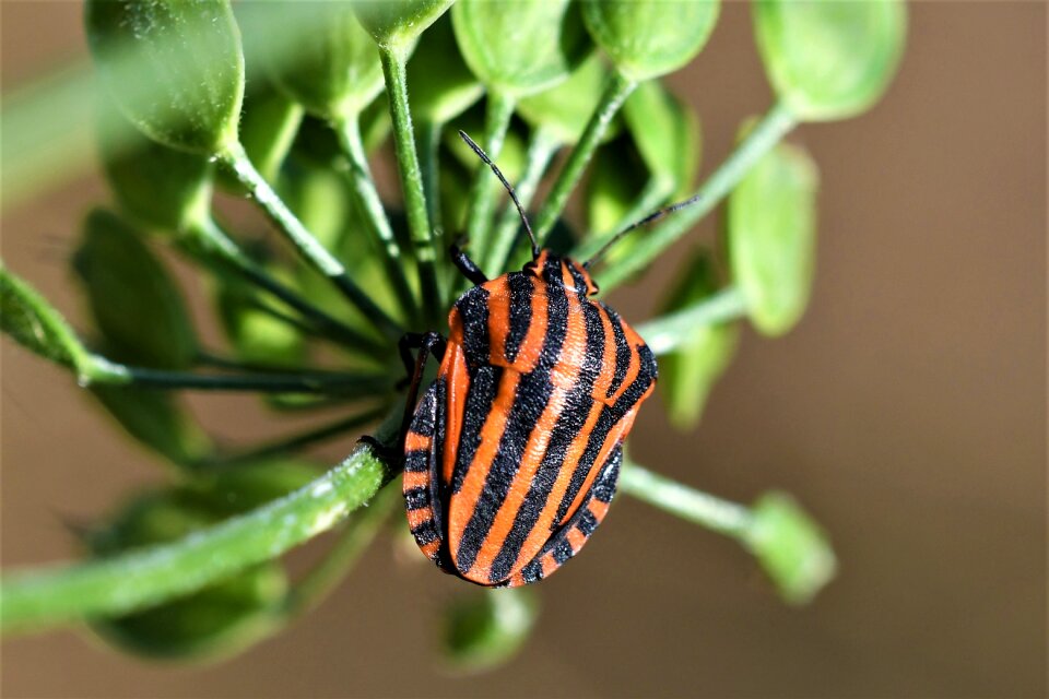 Striped garden summer