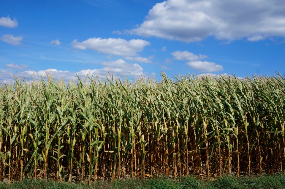 Field harvest sky