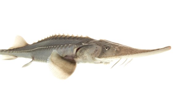 Pallid Sturgeon Fish