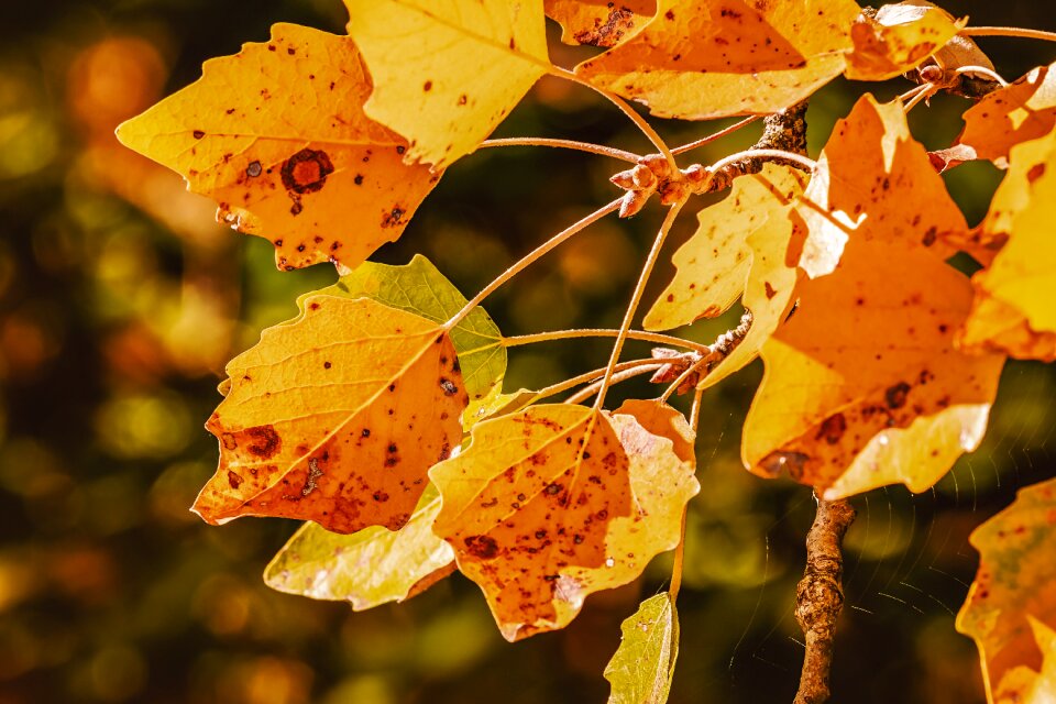 Emerge color fall color