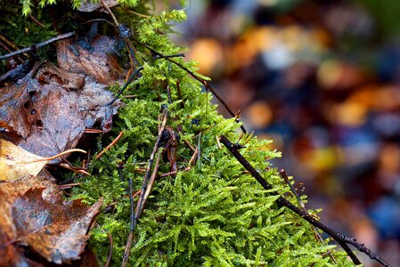 Plant autumn tree