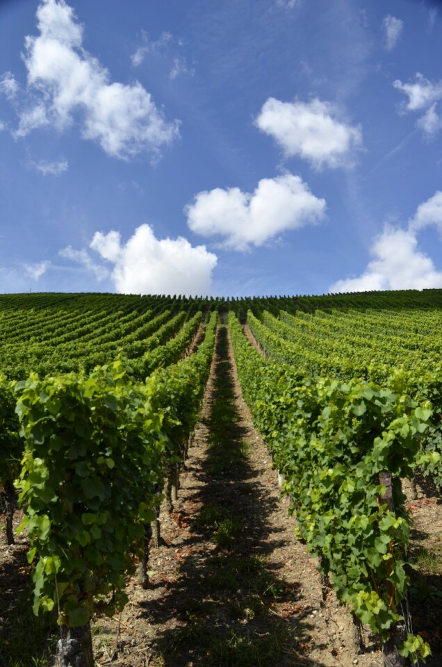 Vineyard wine sky