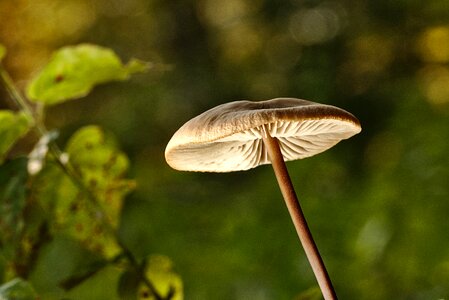 Mushroom disc fungus close up photo