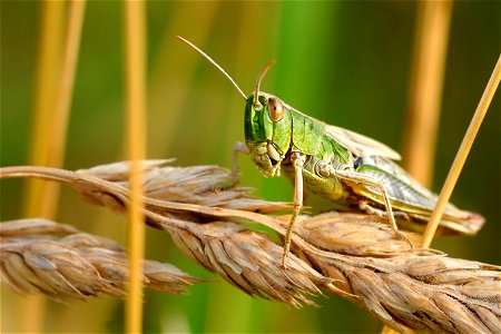 Desert Locust Insect photo