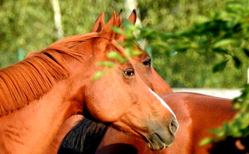 Pony animal nature