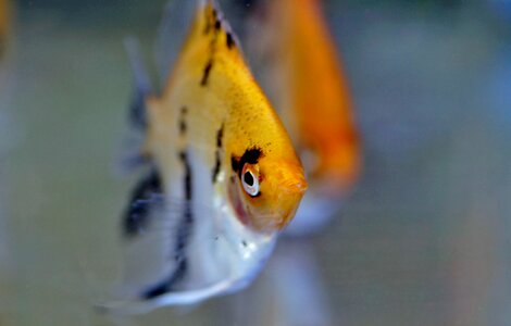 Fish tropical freshwater