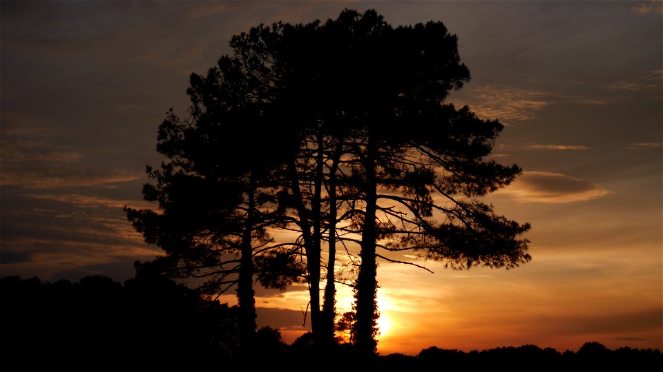 Sunset Trees photo