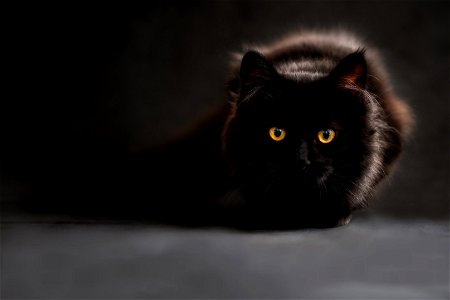 Black Cat Animal photo