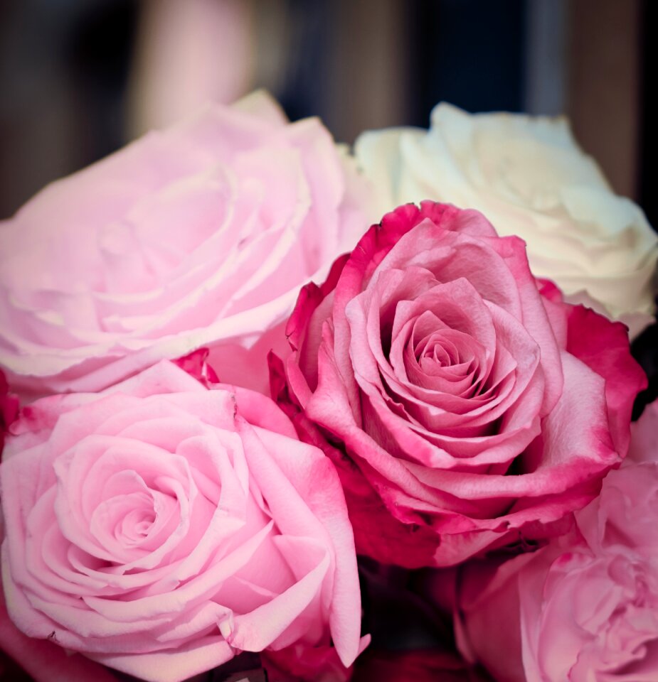 Wedding rose bloom love