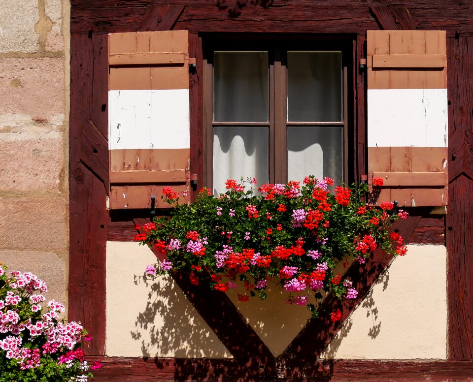 Flower flower box geranium