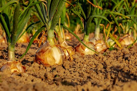 Onion Vegetable photo