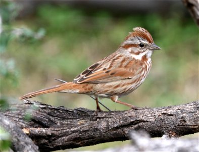 Song Sparrow Bird