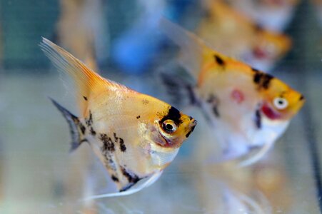 Fish tropical freshwater