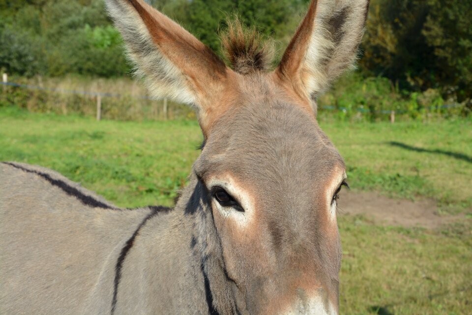 Look animals head ass hiking